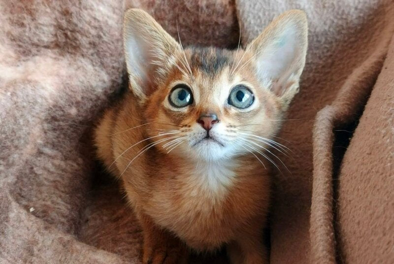 Franklin Abyssinian male, ruddy