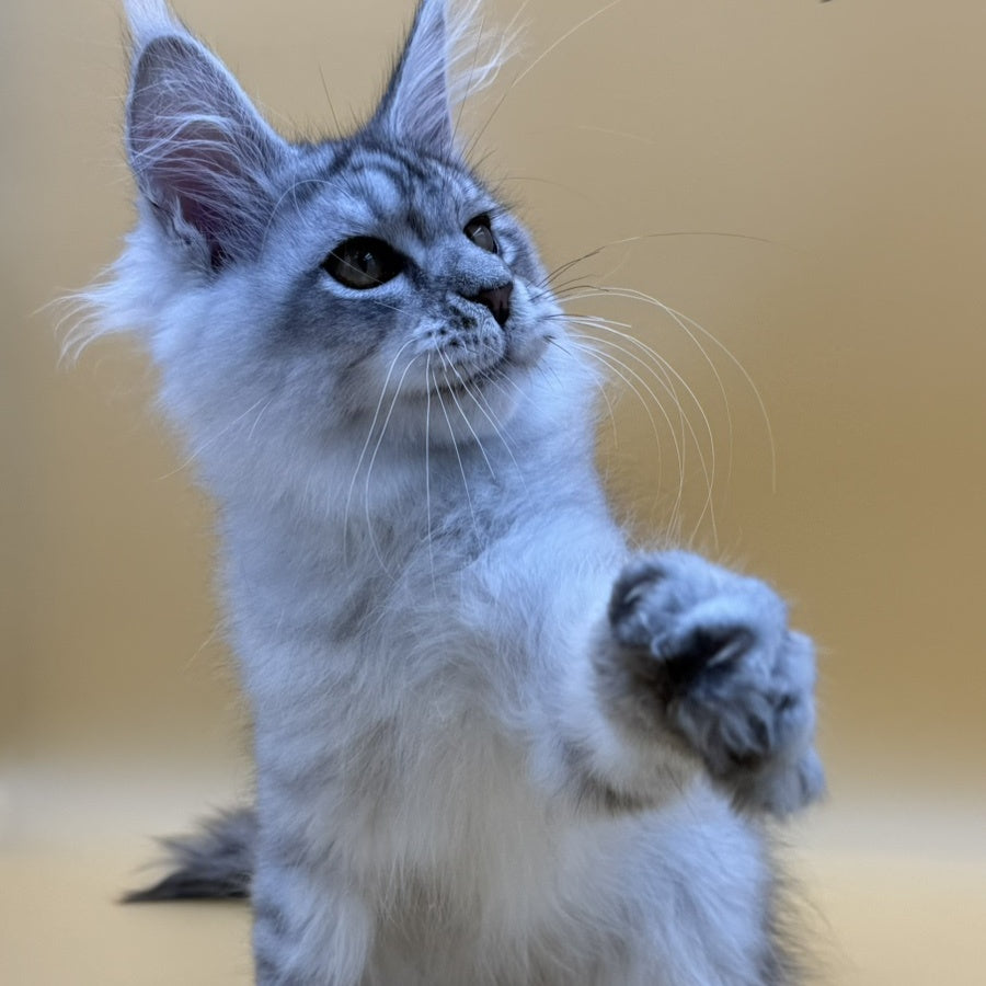 Alma's Maine Coon male, black silver spotted tabby