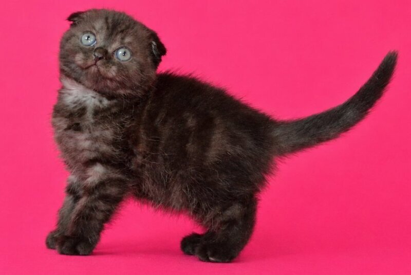 Tonya Scottish Fold female, black silver