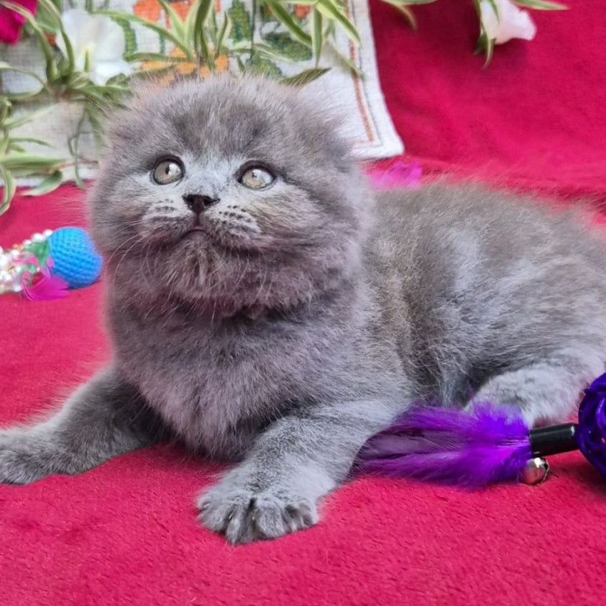 Max Scottish Fold male, blue