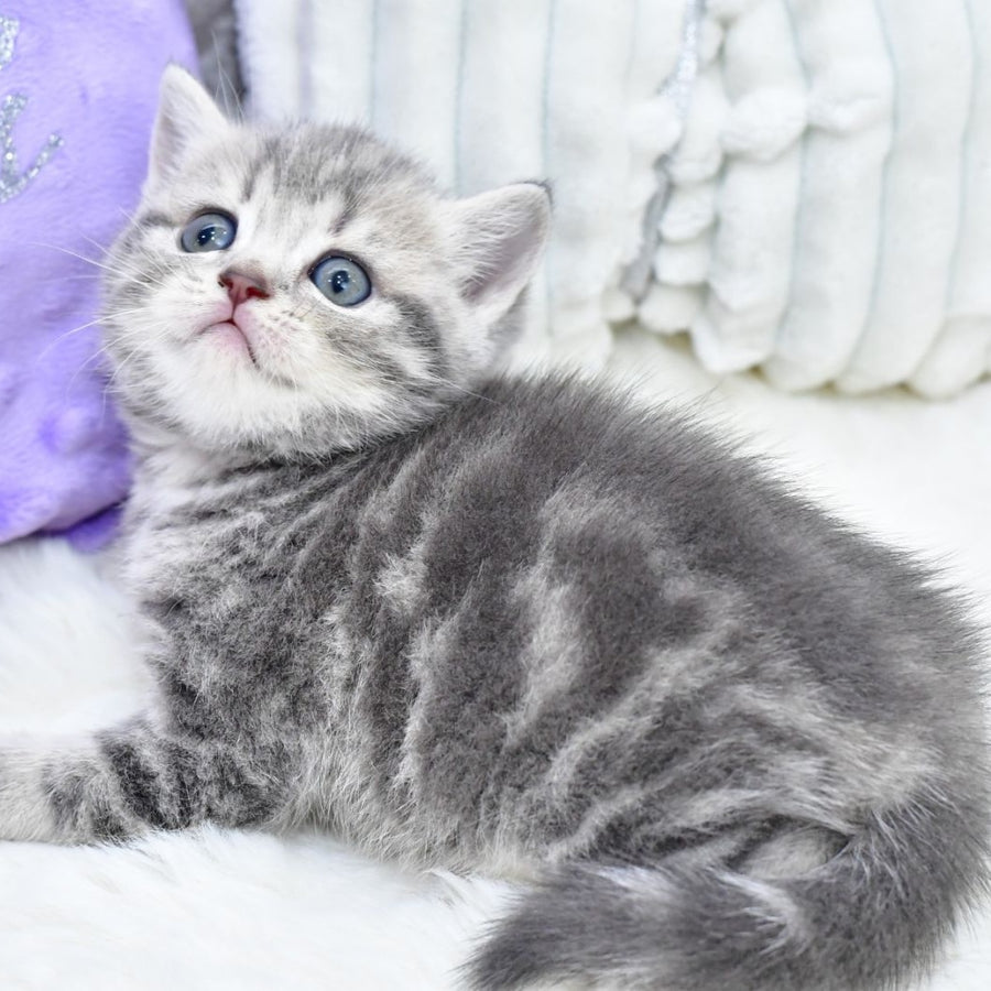 Luna Scottish Straight female, blue tabby
