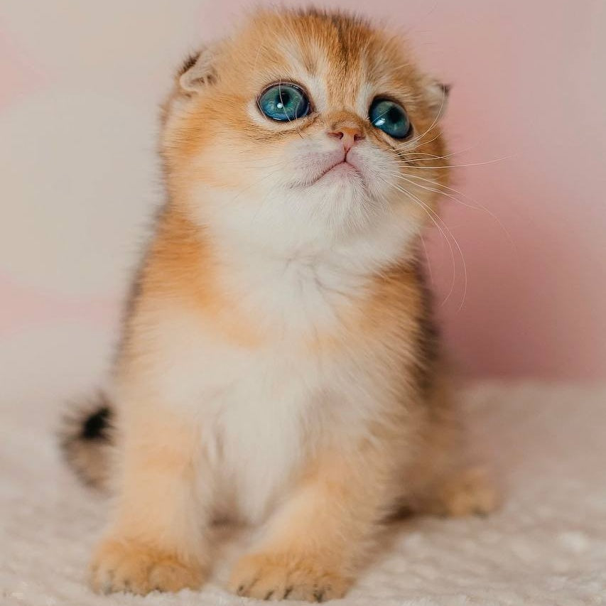 Grace Scottish Fold female, black golden shaded