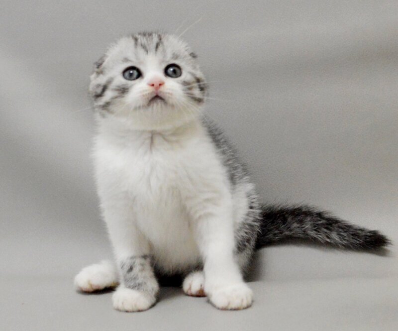 Vatson Scottish Fold male black silver spotted tabby bicolour - live animals