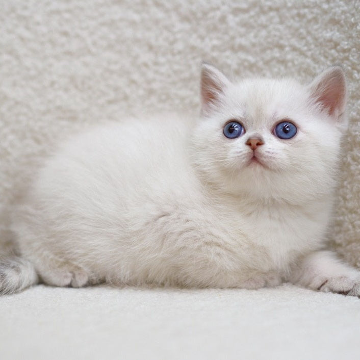 Bi Bi Scottish Straight female, blue tabby pointed