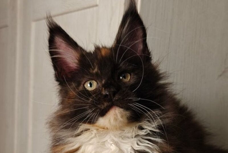 Rivera Maine Coon female black tortie bicolour live animals