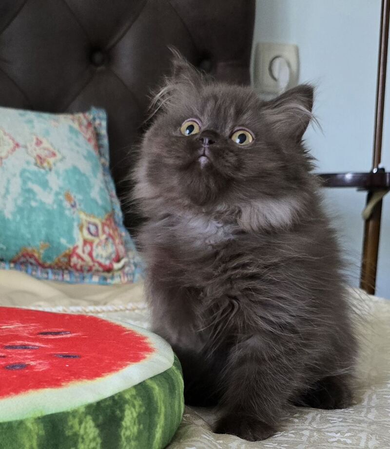 Bagira Scottish Straight female, chocolate