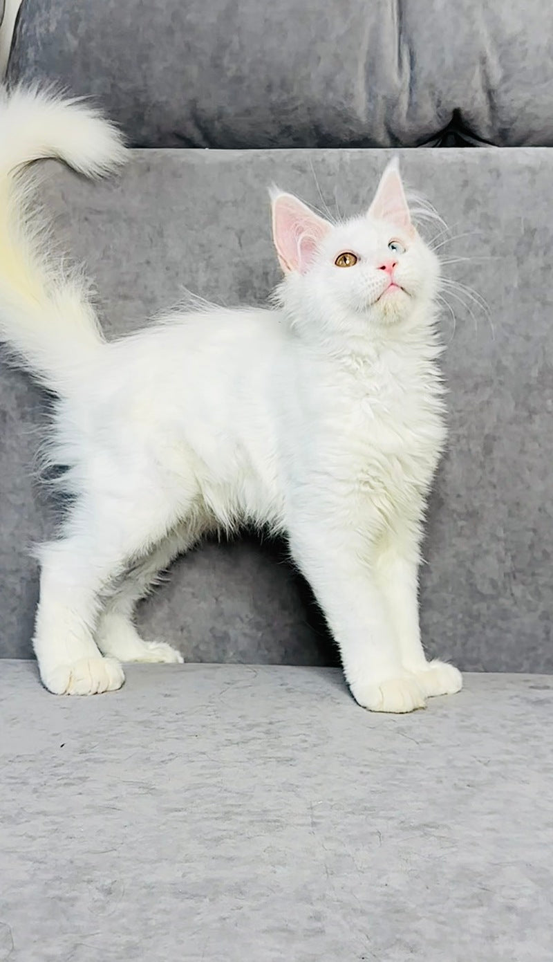 Pearla Maine Coon female, white