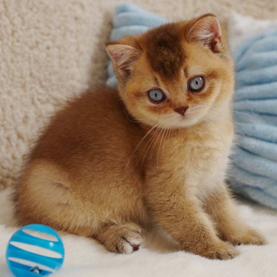 Wolf British Shorthair male, cinnamon ticked tabby with white