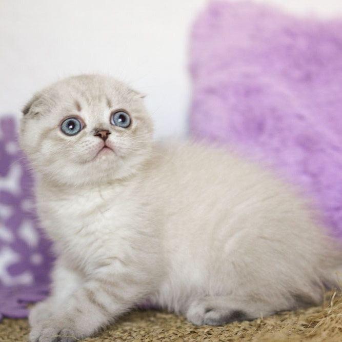 Uty Puty Scottish Fold male, black shaded pointed