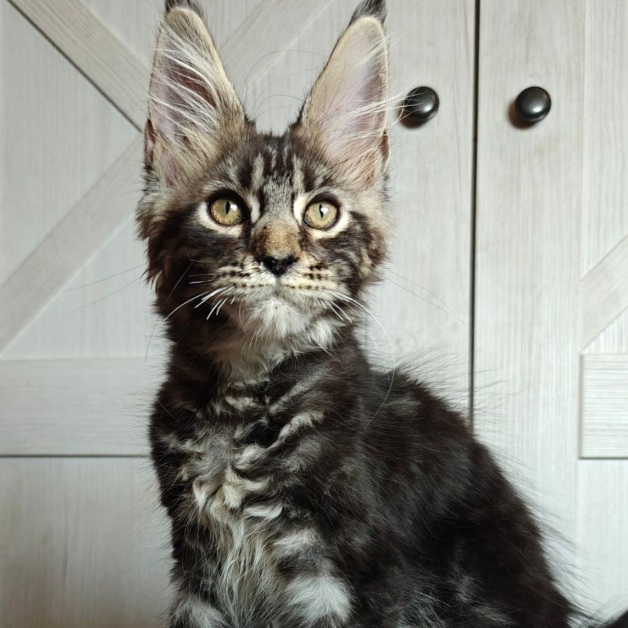 Zorro Maine Coon polydactyl 6x6x6x6 male, black silver tabby