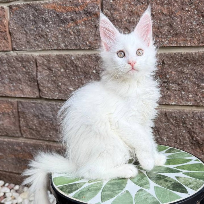 Xena Maine Coon female, white