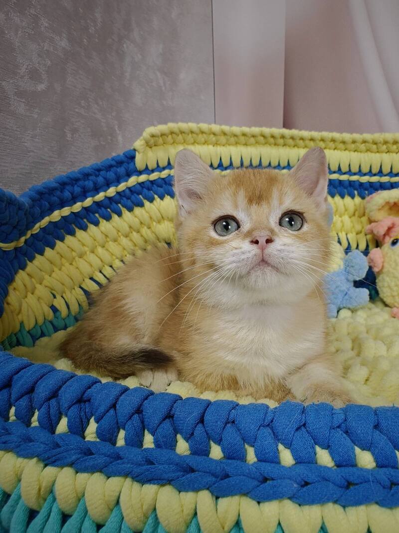 Valet British Shorthair male, chocolate golden chinchilla