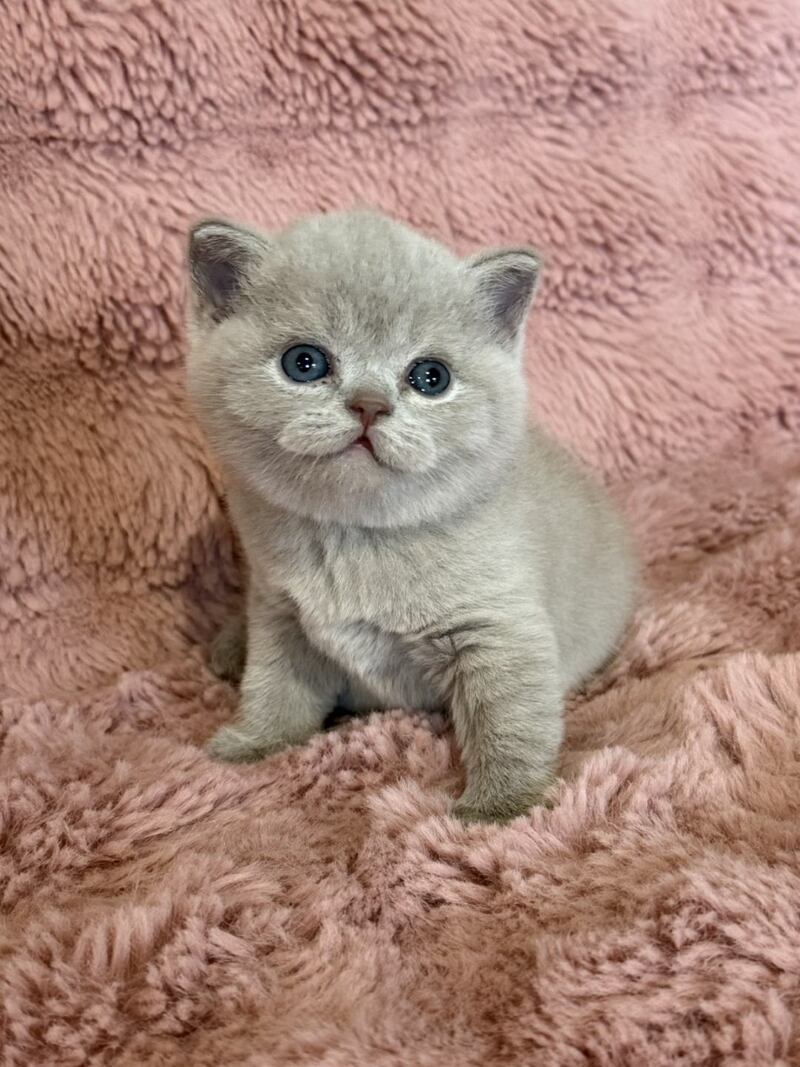 Boston British Shorthair male lilac - live animals