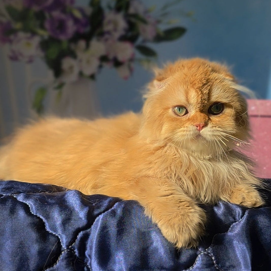 Marcus Scottish Fold male, chocolate golden ticked tabby