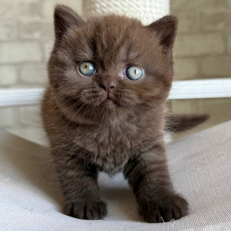 Bruno British Shorthair male, chocolate