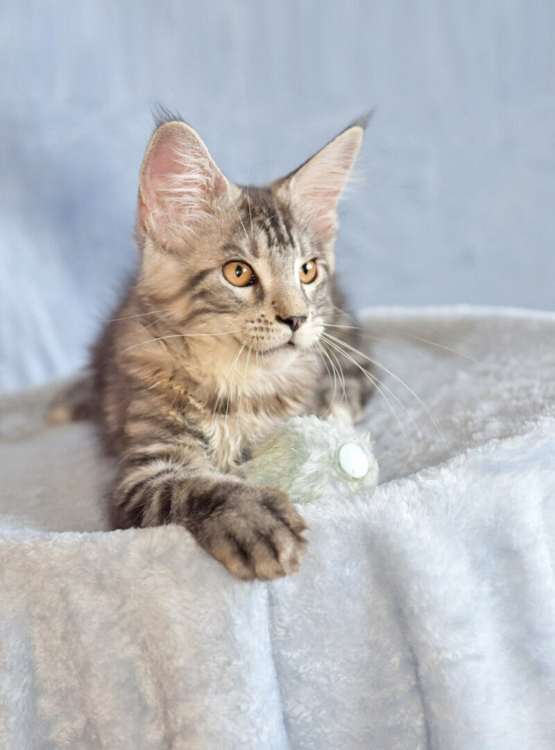 Uilliam Maine Coon male, black silver tabby