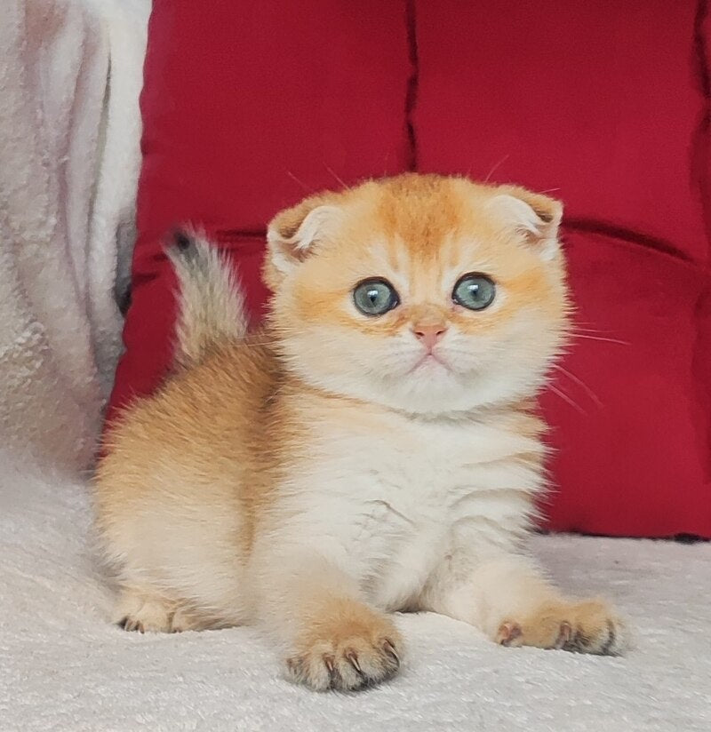 Viva Scottish Fold female, black golden shaded
