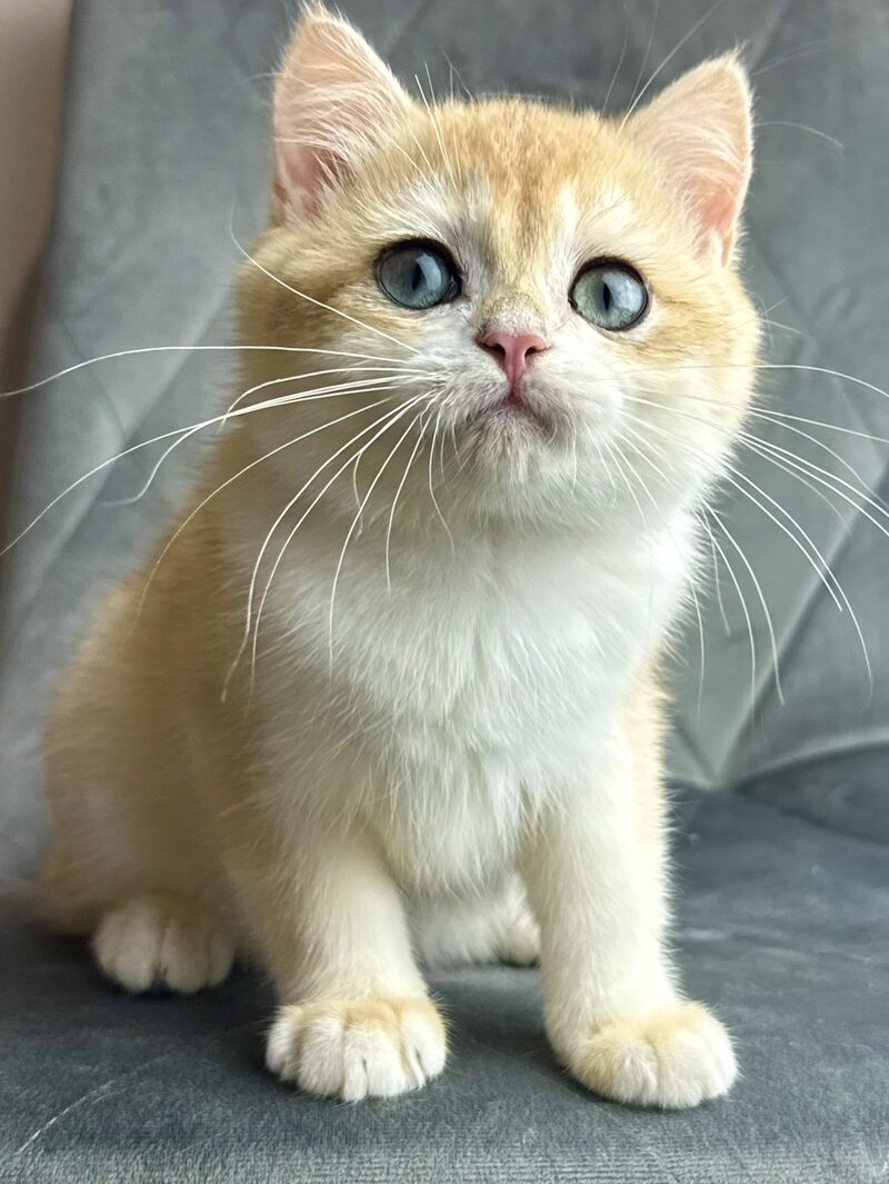Ike British Shorthair male black golden chinchilla - live animals