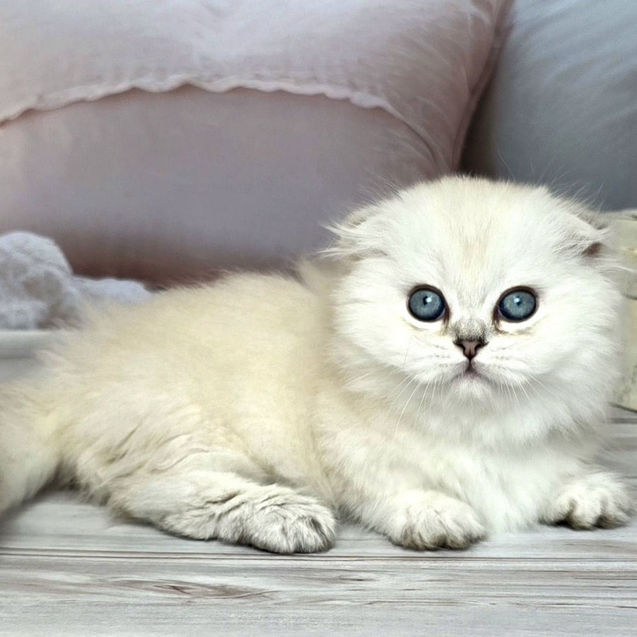 Sapphire Munchkin female, black silver shaded pointed