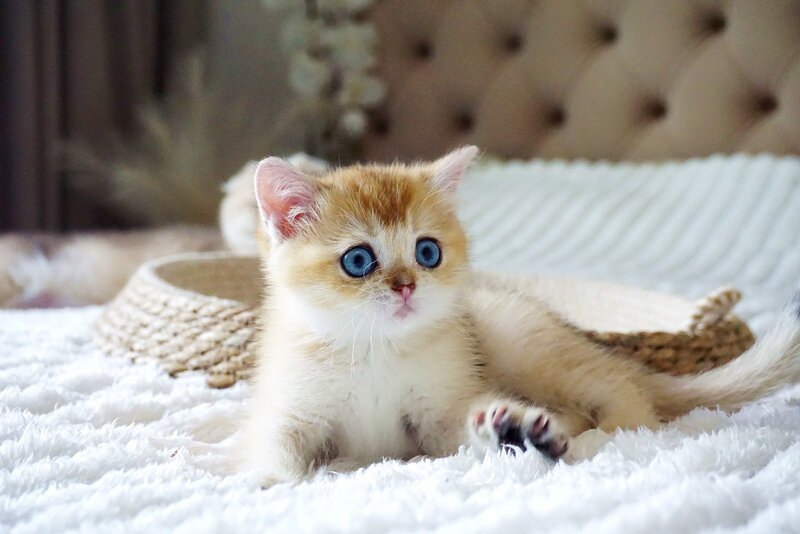 Grayson British Shorthair male, black golden shaded with white