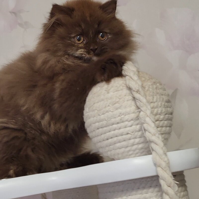 Alisiya British Longhair female chocolate tortie - live animals