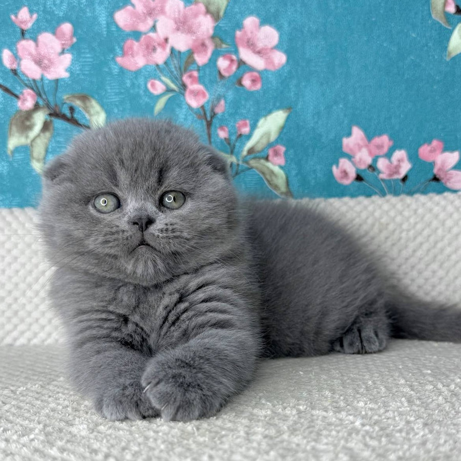 Kevin Scottish Fold male, blue