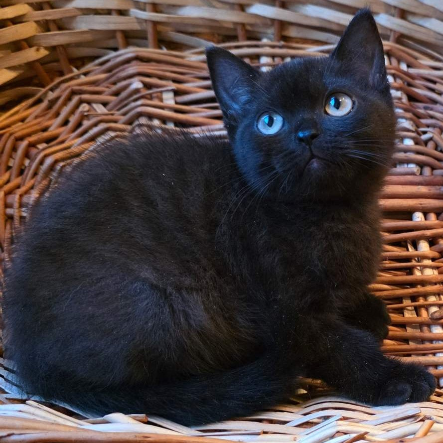 Bond British Shorthair male, black