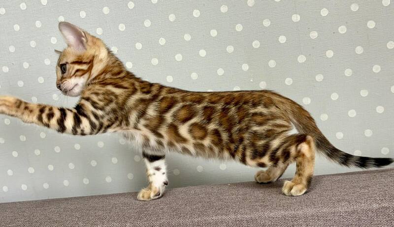 Temin Bengal male black spotted tabby - live animals