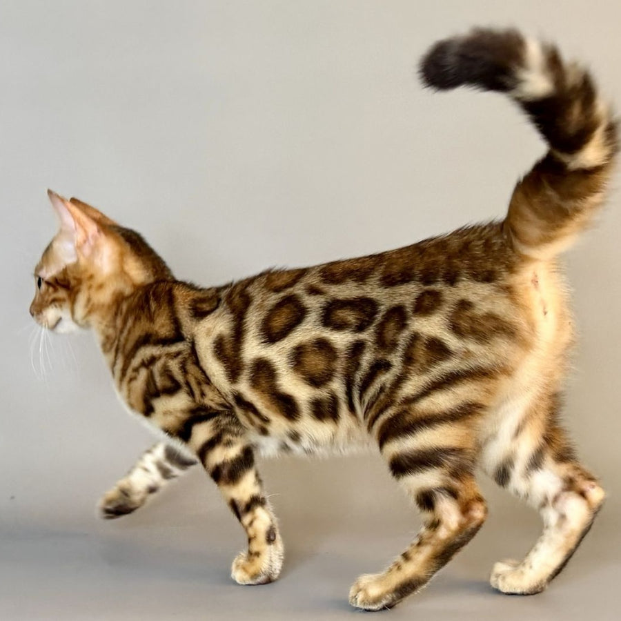 Xirelle Bengal female, black golden spotted tabby