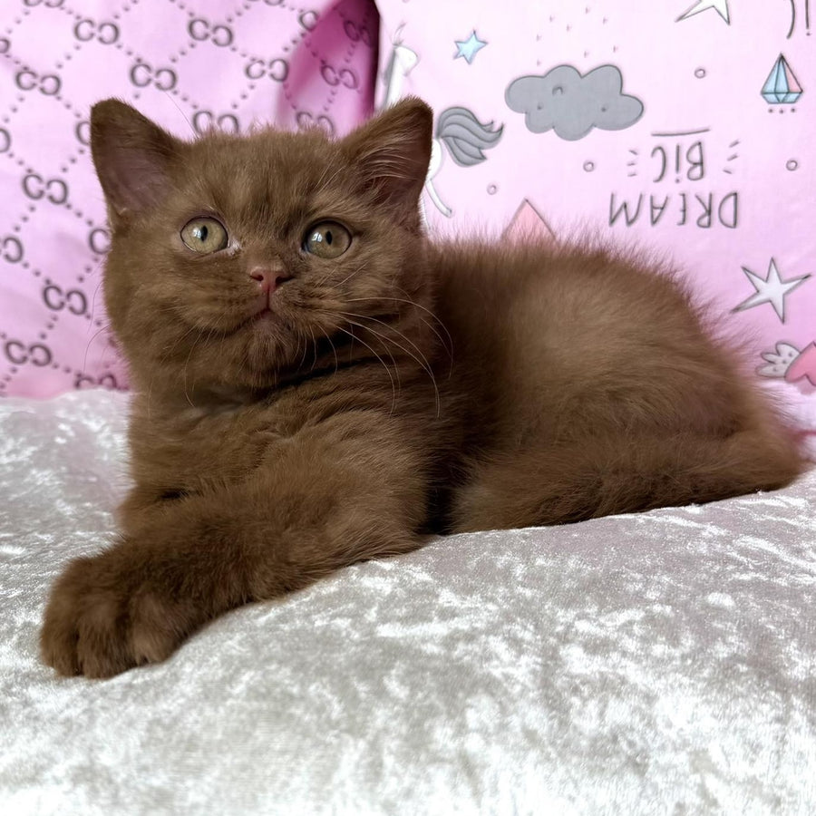 Tosha British Shorthair male, cinnamon