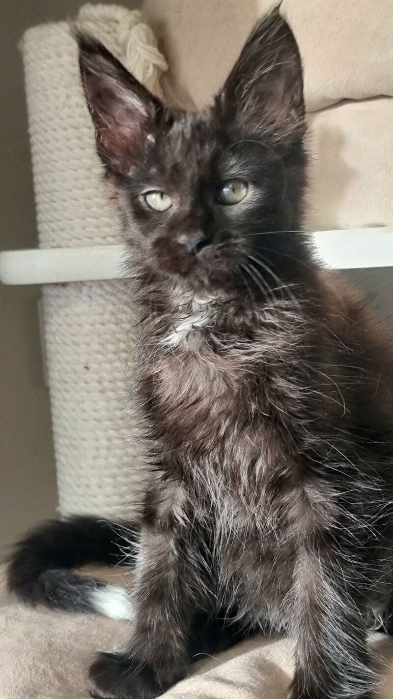Debora Maine Coon female black with white - live animals