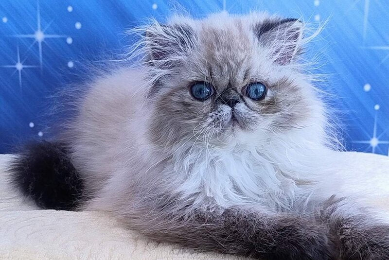 Tara Persian female, black tabby pointed