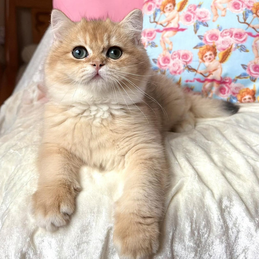 Simba British Shorthair male, black golden chinchilla