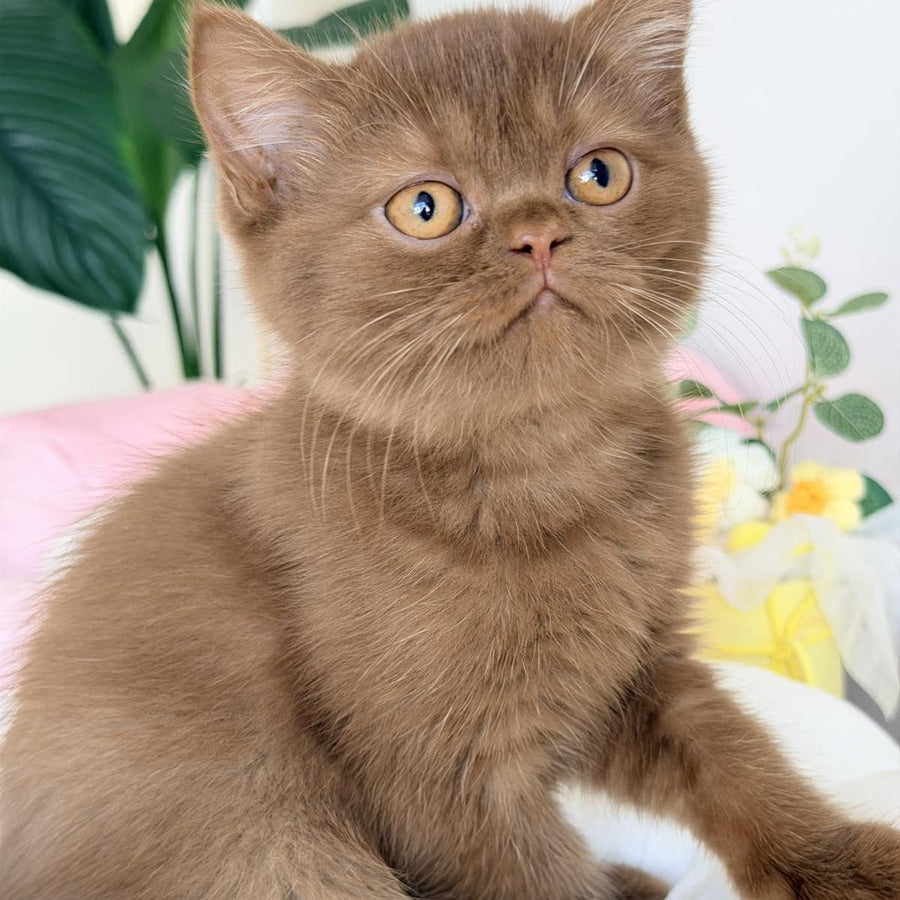 Shelly British Shorthair female, cinnamon