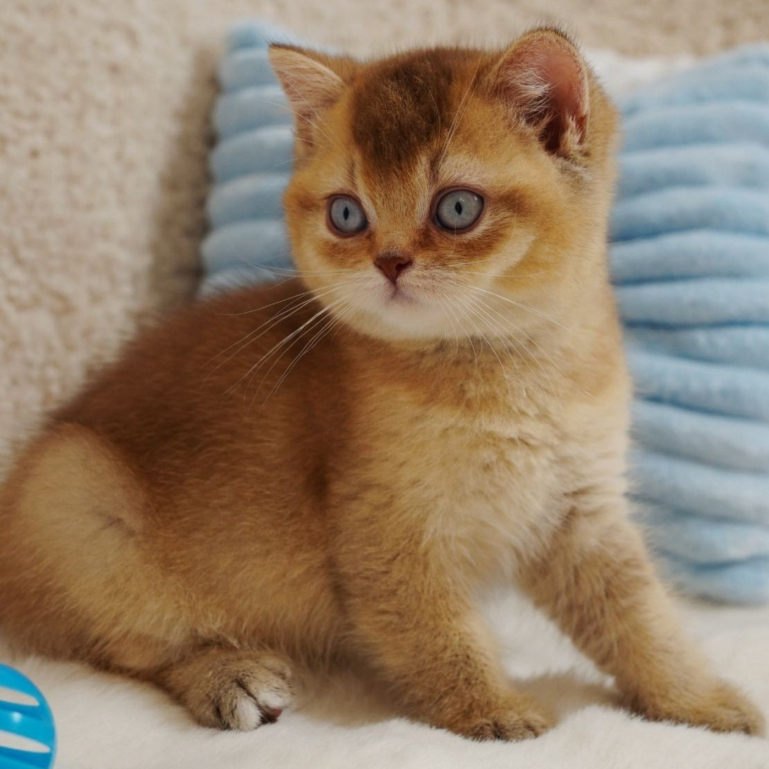Wolf British Shorthair male, cinnamon ticked tabby with white