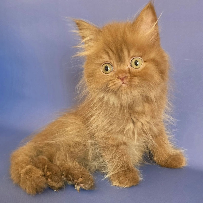 Biscuit Scottish Fold male, cinnamon