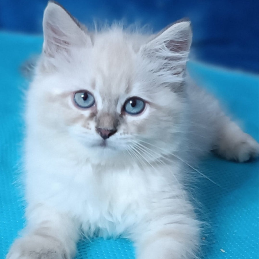Duncan Siberian male, blue tabby pointed