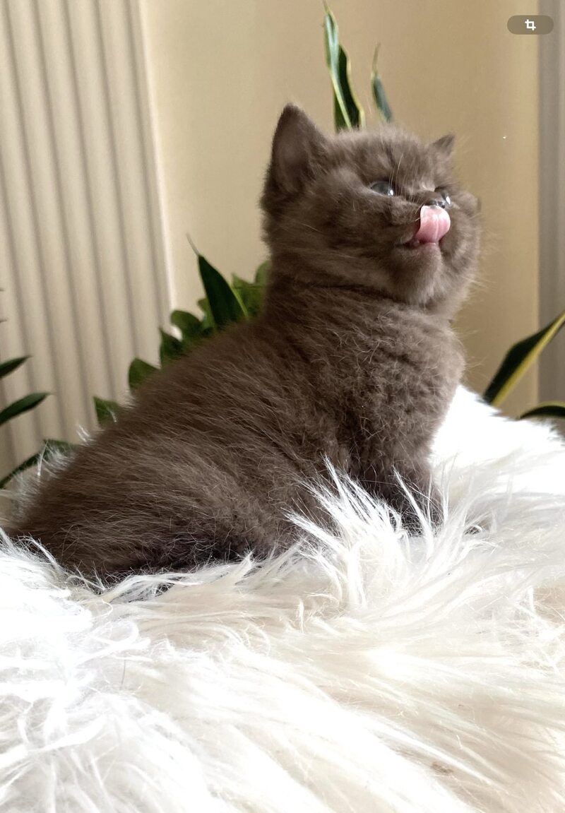 Zefir British Shorthair male chocolate - live animals