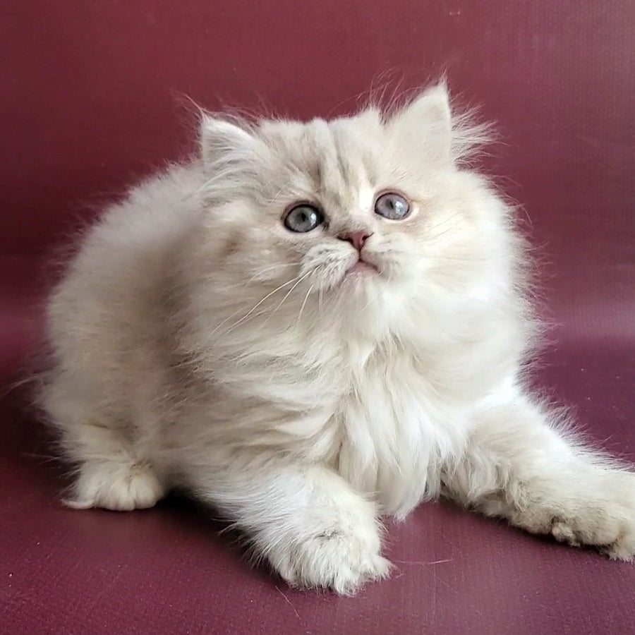 Zabava British Longhair female, blue golden shaded