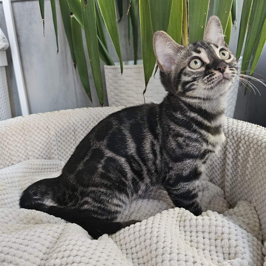 Vega Bengal female, black amber spotted tabby