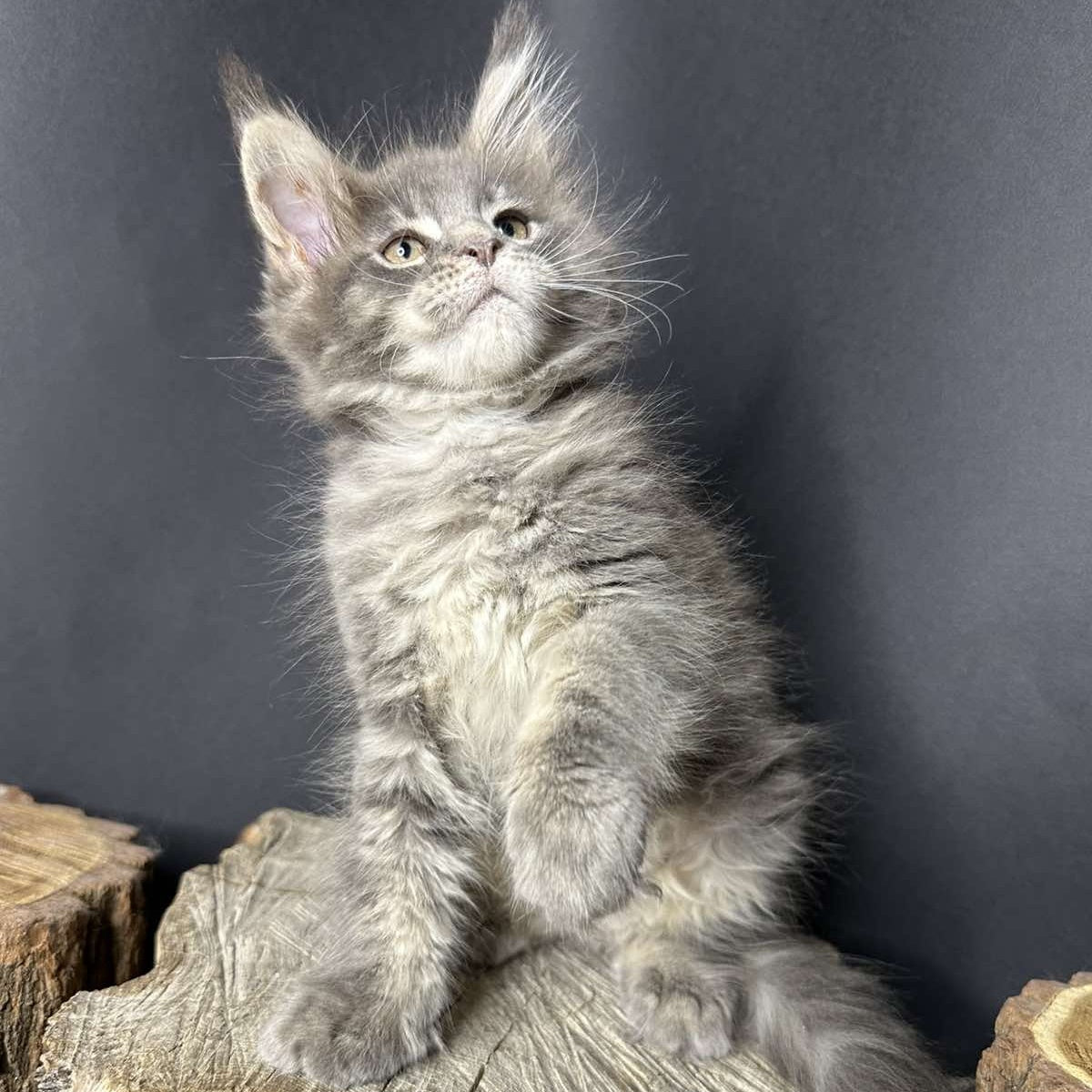 Piper Maine Coon female, blue tabby