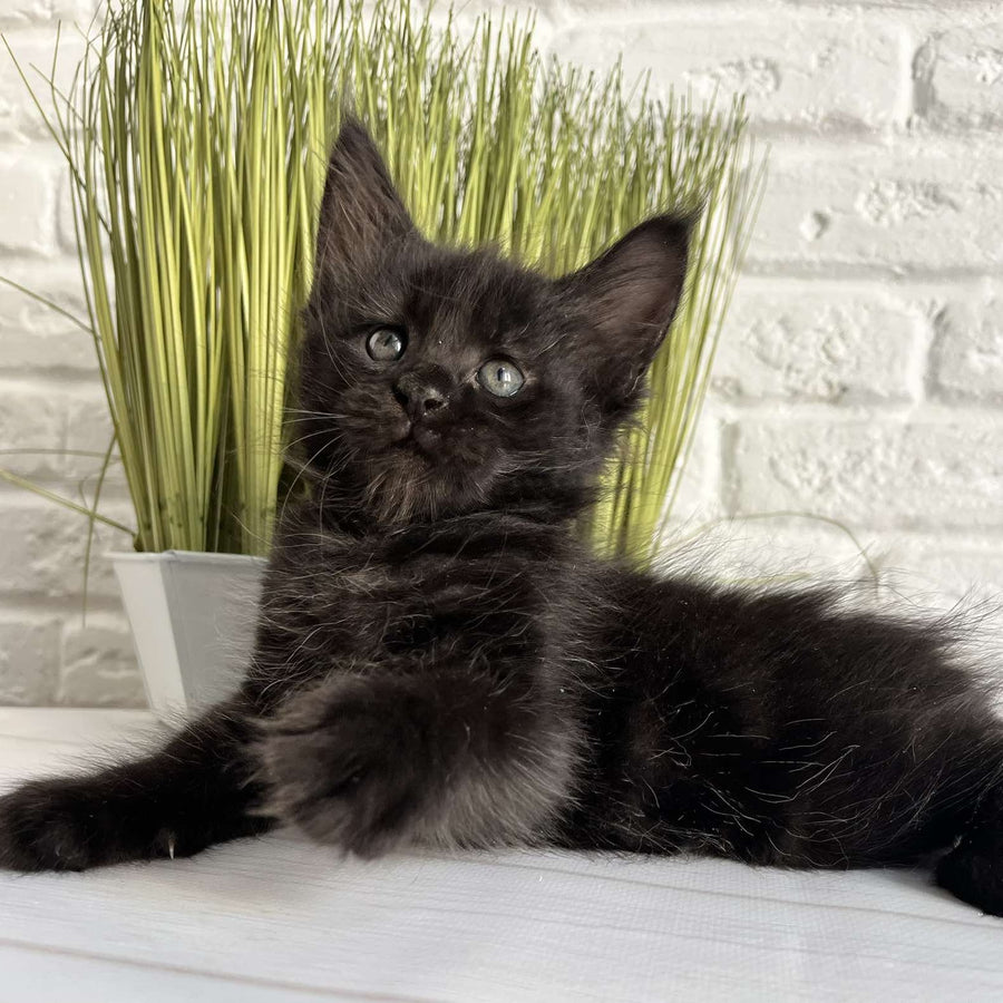 Jasper Maine Coon male, black
