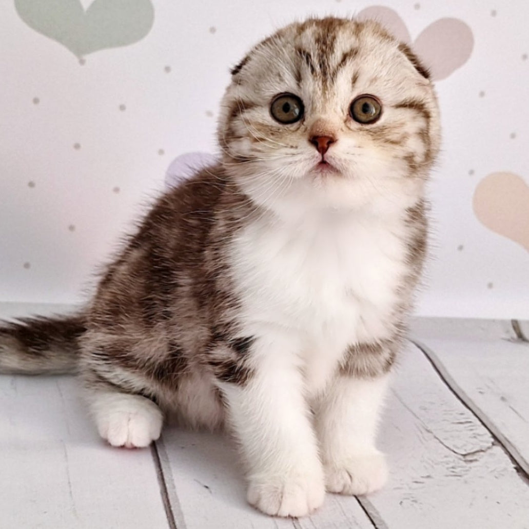 Barcelona Scottish Fold female, chocolate silver tabby bicolour