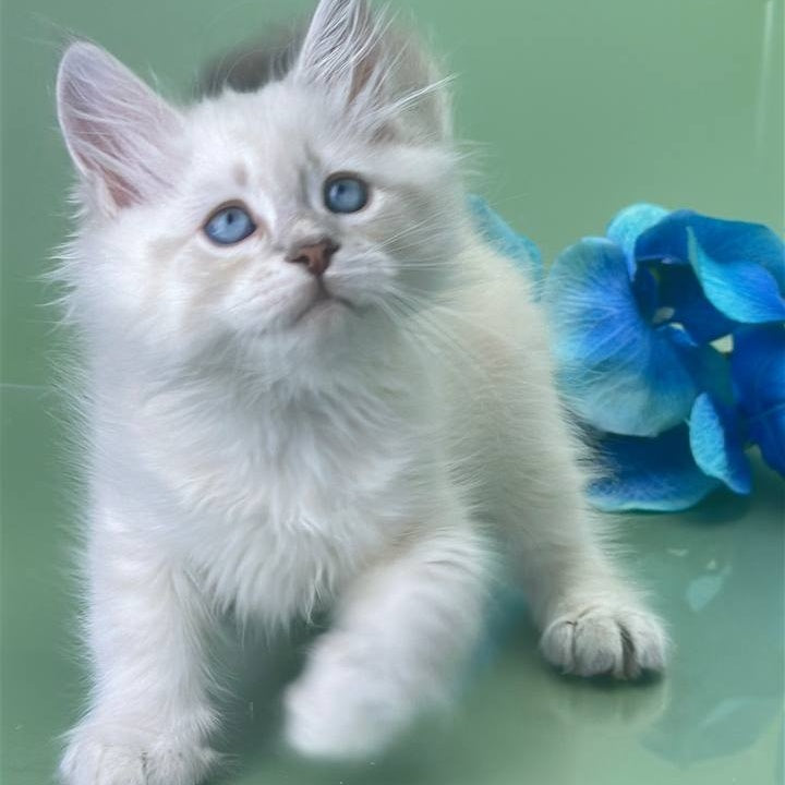 Xavier Siberian male, blue tabby pointed