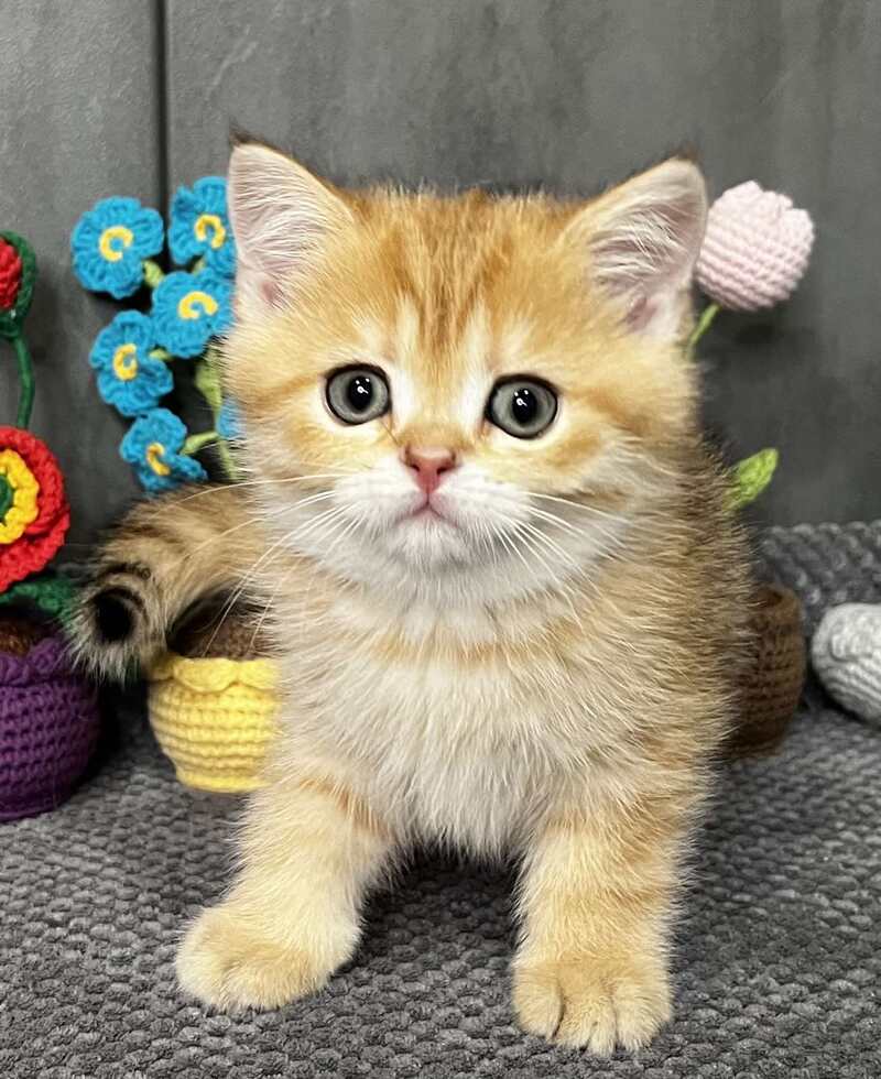 Jenny Scottish Straight female black golden spotted tabby live animals