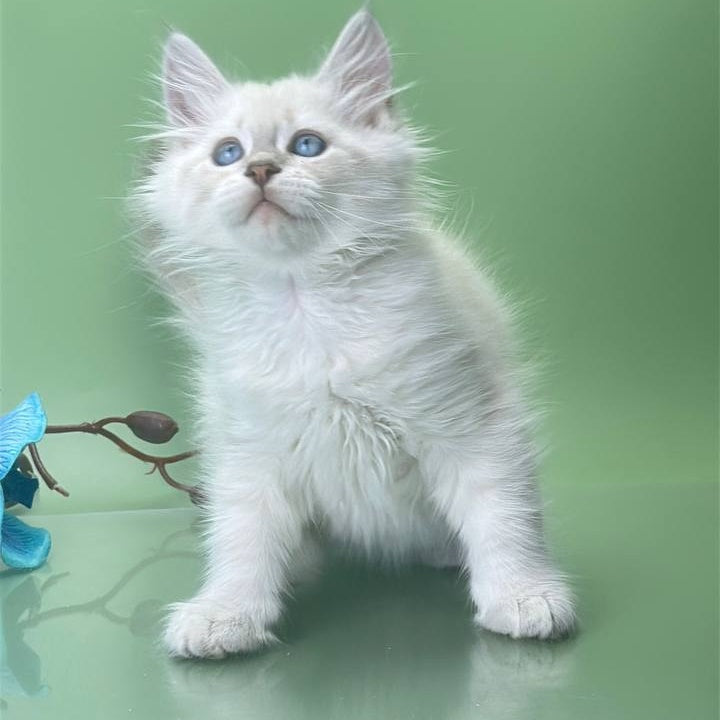 Xavier Siberian male, blue tabby pointed