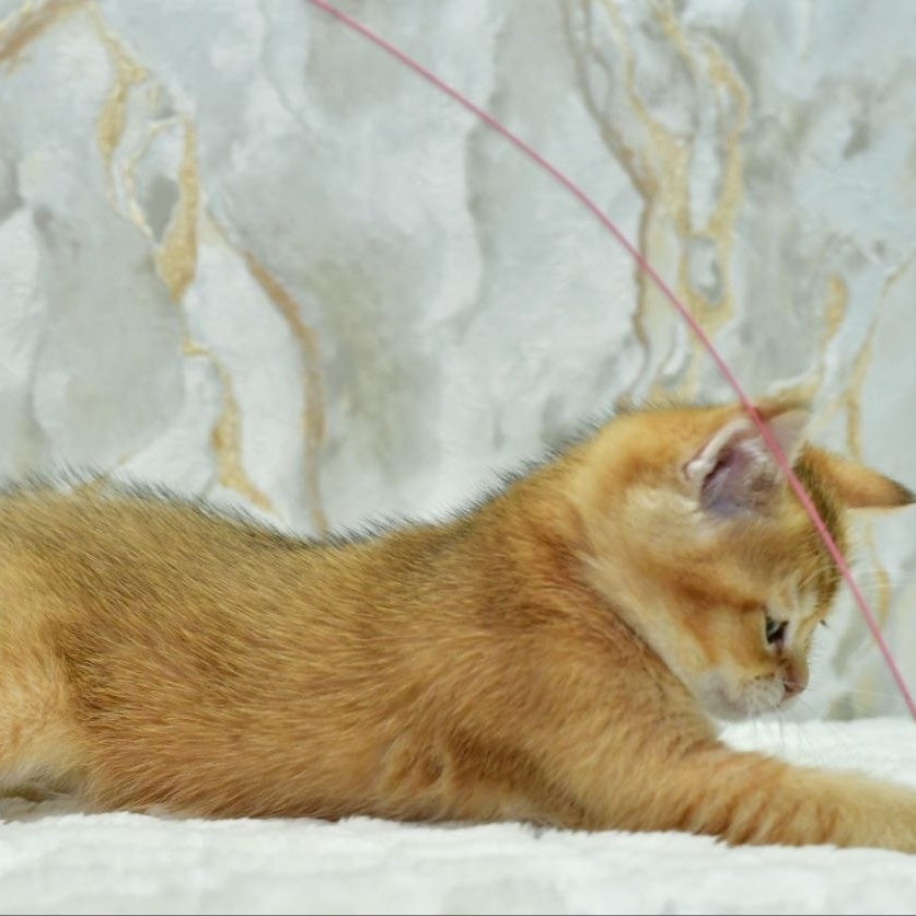 Moris Scottish Straight male, black golden shaded