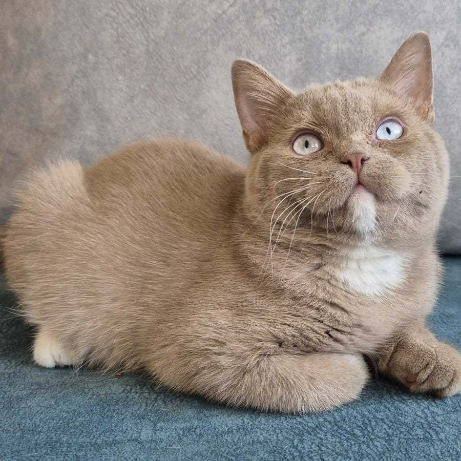 Lion British Shorthair male, fawn with white