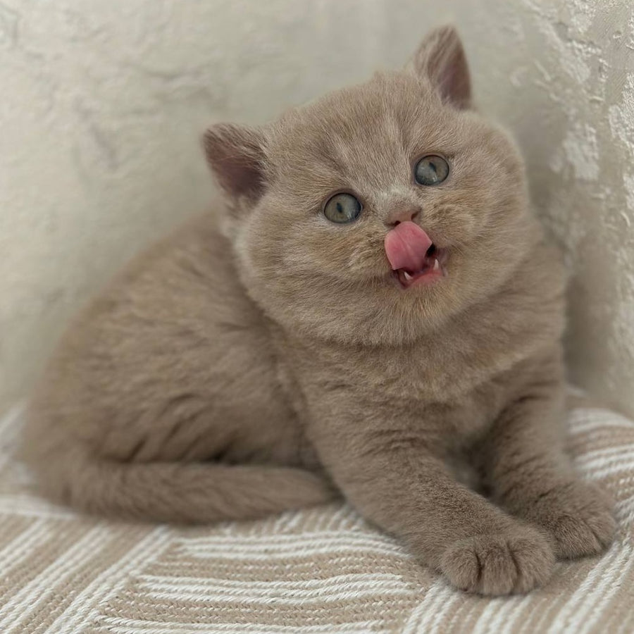 Adel British Shorthair female, fawn