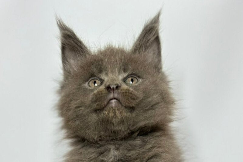 Joker Maine Coon male blue - live animals